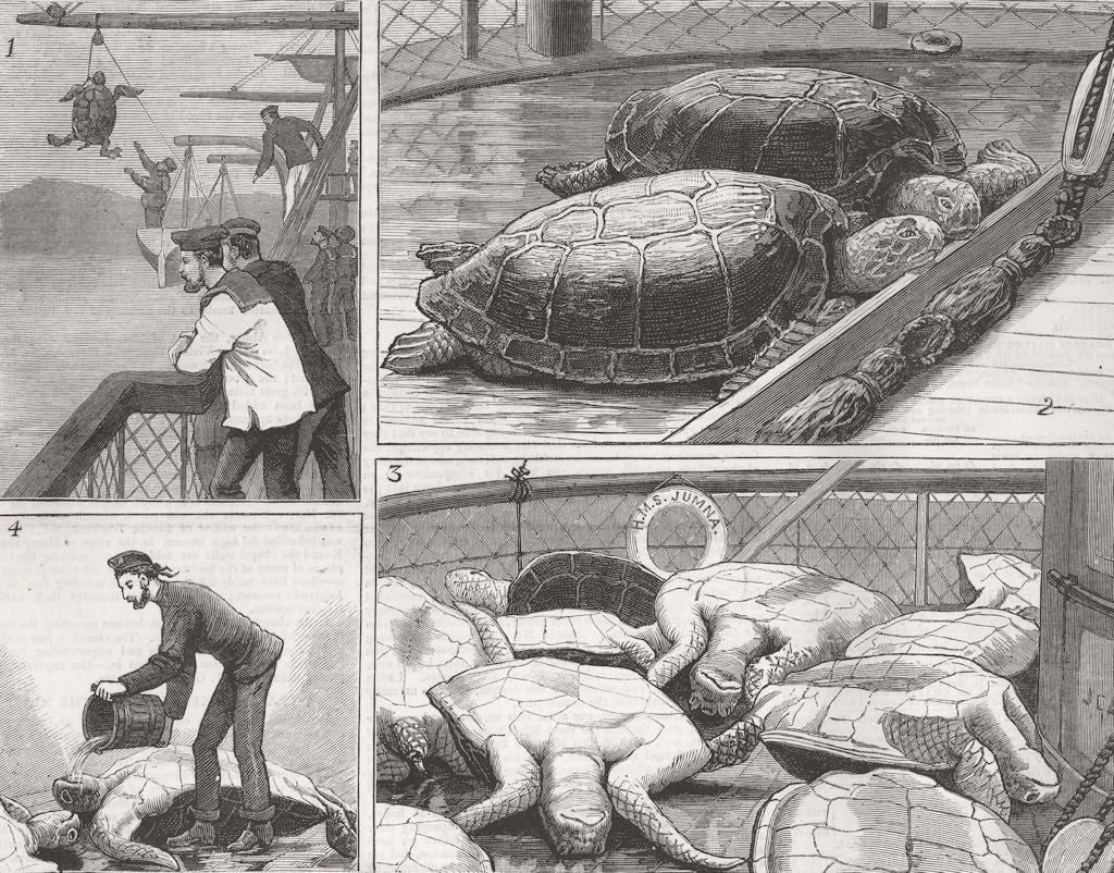 TURTLES. HMS Yamuna, Ascension Island 1879 old antique vintage print picture